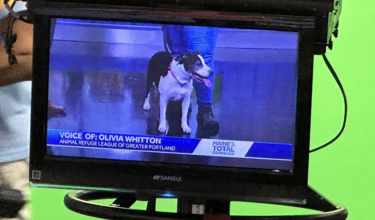 Karma is a cat. Just kidding, she’s a dog who is up for adoption at <a href="/ARLGPme/">Animal Refuge League</a> ! Bring her home to enjoy T-swift puns galore and lots of love 💕