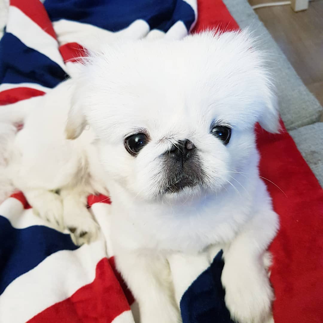 hi_saeon's tweet photo. 180921 pu_star 행복한 뿌스타그램
빛형 파파라치가 찍어준 사진😏🤔 나좀내버려두라고 😣😉 #BitPuding
#뿌스타그램 #뿌딩 #페키니즈 #PuStar
#Pustargram #dog #dogstargram
https://t.co/BzArU2xQbq https://t.co/sWdPhs9573