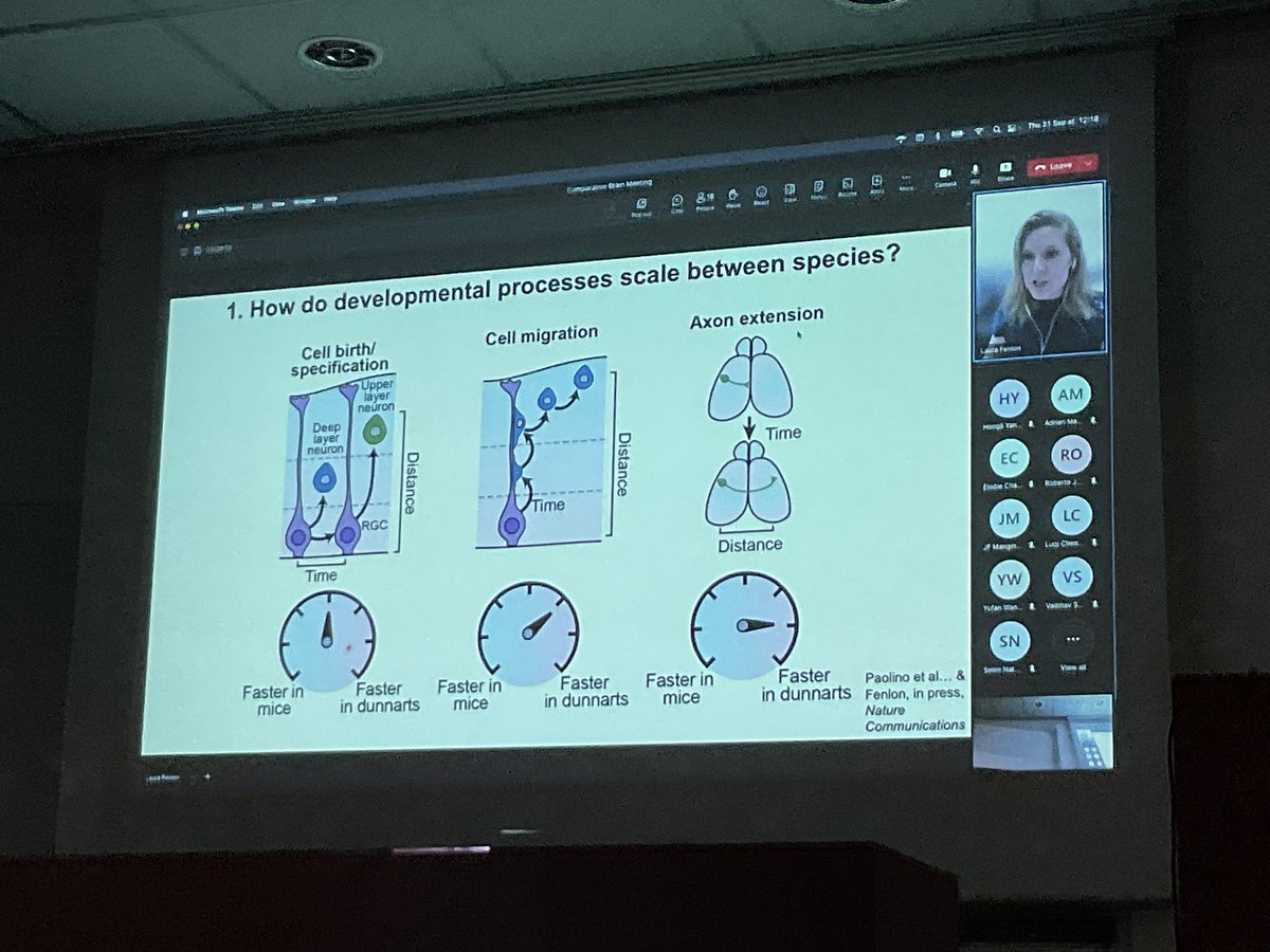 katjaQheuer's tweet photo. Now fantastic journey to Australia with @LauraRoseFenlon presenting a Comparison of neocortical development between marsupial and placental mammals.
#compMRI @R3RT0 @NeuroecologyLab @AssafLab https://t.co/W5QA3tOoGZ