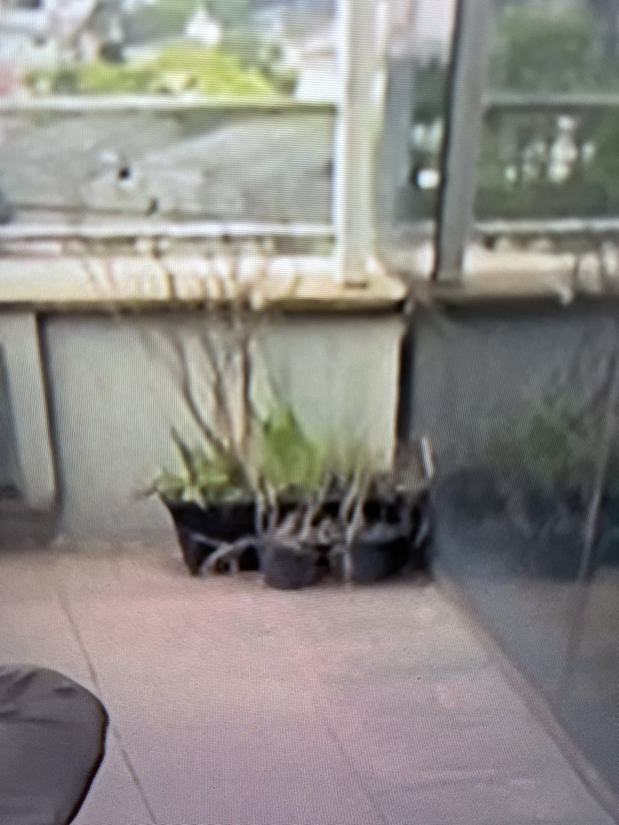 ritinhaeu's tweet photo. Coitada da planta da sacada do estúdio do #SPTV https://t.co/ffFNLsVKGN