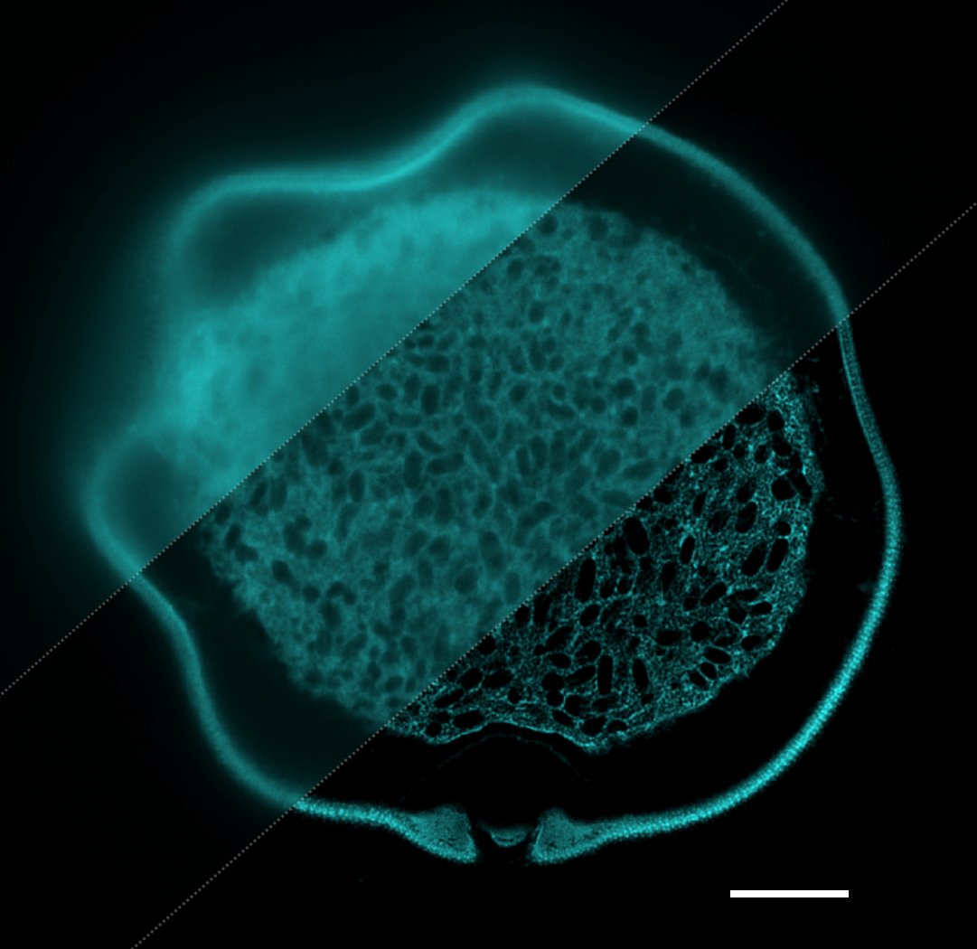 @EULIFEnews (@eulife_news) on Twitter photo Reproducibility of scientific results, especially images, is of vital importance
We are very proud that 3 EU-LIFE institutes, <a href="/CRGenomica/">Centre for Genomic Regulation (CRG)</a>, <a href="/FMIscience/">FMI science</a> & @IGCiencia, contributed to the enhancement of the reproducibility of images with this @nature paper
Congrats to all authors!👏 Reproducibility of scientific results, especially images, is of vital importance
We are very proud that 3 EU-LIFE institutes, <a href="/CRGenomica/">Centre for Genomic Regulation (CRG)</a>, <a href="/FMIscience/">FMI science</a> & @IGCiencia, contributed to the enhancement of the reproducibility of images with this @nature paper
Congrats to all authors!👏