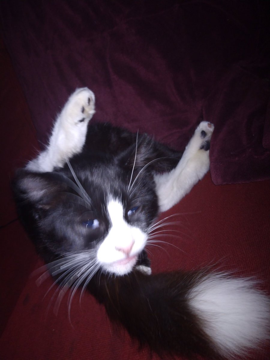 BeezerBopLS's tweet image. This sweet baby has the cutest #bleps biut I have to sit thru some long, unusual (and sometimes awkward) cleaning seshes 🙈 #CatsOfTwitter #XCats