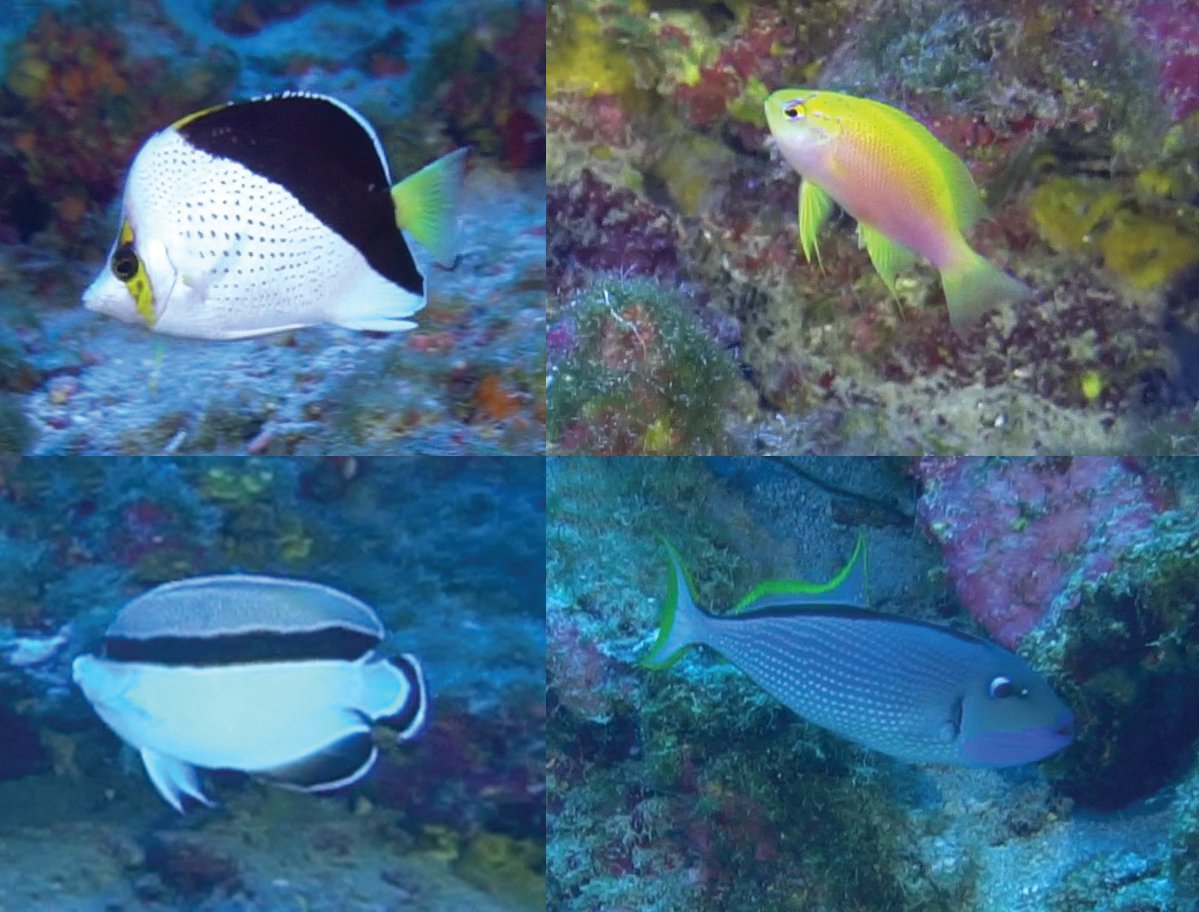 New paper out on exploring #mesophotic reefs with #eDNA! 

We recovered strong depth-based biodiversity zonation at Hawai‘i Island, with community breaks at ~45–60 m across the tree of life.

(not OA but ask me for a PDF if you need to)

doi.org/10.1111/mec.17…