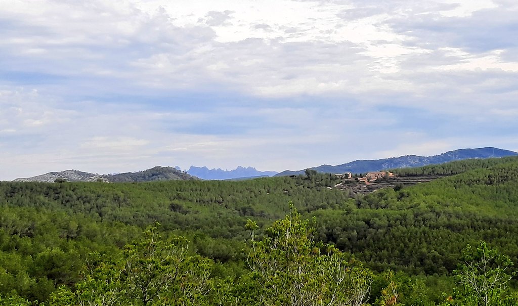 Vakapiupiu's tweet image. Com ha caviat el 5 dies el Massís del #Garraf aigua disponible, la Natura es refà, boirines a Vallgrassa!
Es noten els 50 a 75 mm caiguts entre divendres i ahir dimecres 20 #setembre2023 ♡