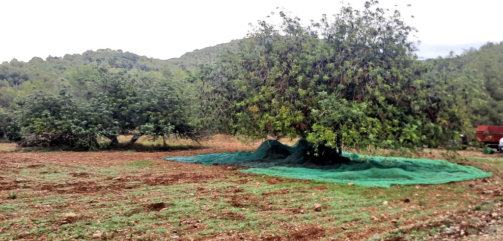 Vakapiupiu's tweet image. Com ha caviat el 5 dies el Massís del #Garraf aigua disponible, la Natura es refà, boirines a Vallgrassa!
Es noten els 50 a 75 mm caiguts entre divendres i ahir dimecres 20 #setembre2023 ♡