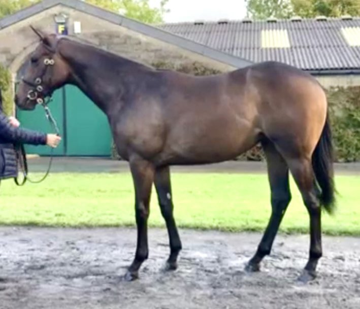 Successful few days with 3 new purchases from @tatts_ireland this week.  Thanks as always to @MichealOrlandi #CompasEquine  #CotaiGlory #SaxonWarrior #Ardad 
@NorelandsStud @OldCarhue @ManisterHouse @OverburySires @HoStud @coolmorestud  🚀🚀🚀