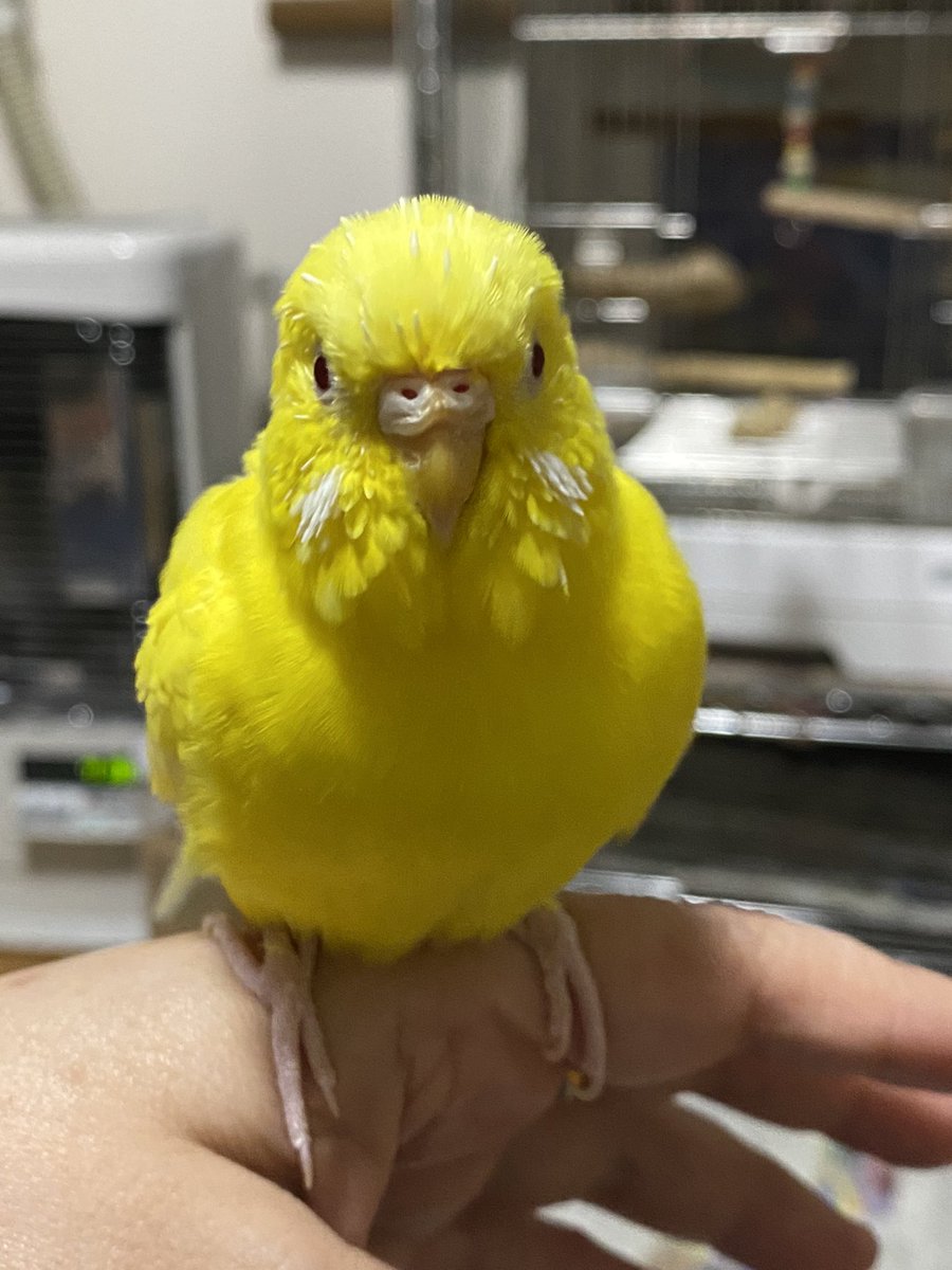 可愛いニコちゃん♥️
あたまが(   ˙꒳​˙  )σ゛ﾂﾝﾂﾝ✨

今日は、寒いねぇー
ペットヒーターつけてます😌