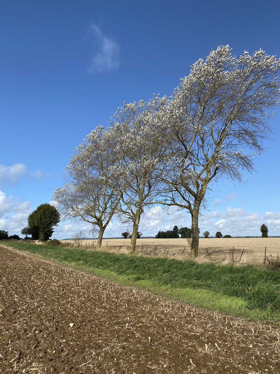 sachajonmooney's tweet photo. Beautiful day to be sampling zero till soils in Rutland with @Sajjad_Razza @BethROSullivan @UoNHounsfield https://t.co/OMhae1s7fj
