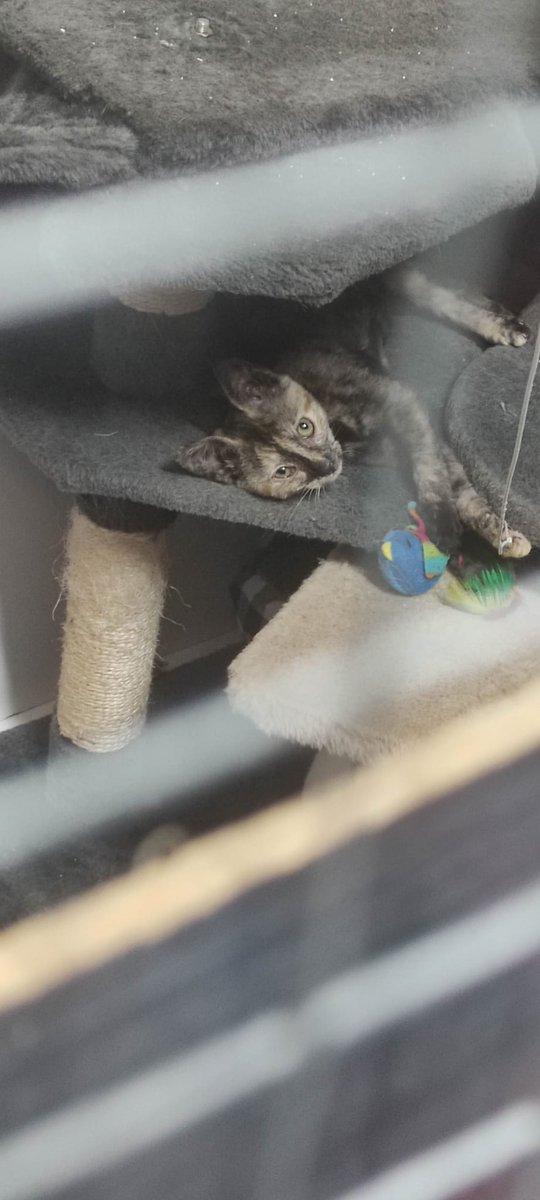 Estos gatitos llevan demasiado tiempo en el refugio en jaulas , al adoptar nos dejamos guiar por nuestros gustos, pero a veces ayudar a un gato que lleva mucho tiempo en la protectora es el mayor acto de empatia y amor.  Contacto, Ana, de Segunda Oportunidad , 605 41 94 17 🙏