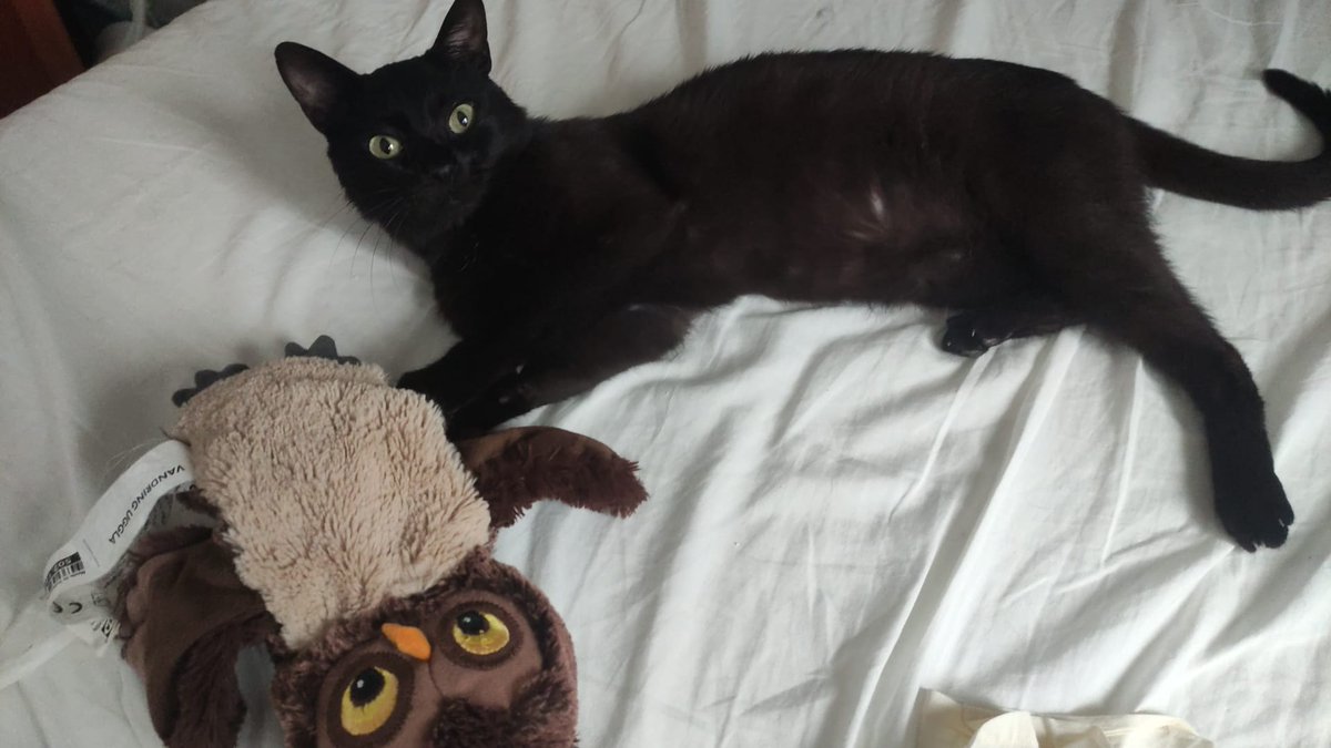 elgatocomun's tweet photo. Estos gatitos llevan demasiado tiempo en el refugio en jaulas , al adoptar nos dejamos guiar por nuestros gustos, pero a veces ayudar a un gato que lleva mucho tiempo en la protectora es el mayor acto de empatia y amor.  Contacto, Ana, de Segunda Oportunidad , 605 41 94 17 🙏 https://t.co/UnVWQmZxmD