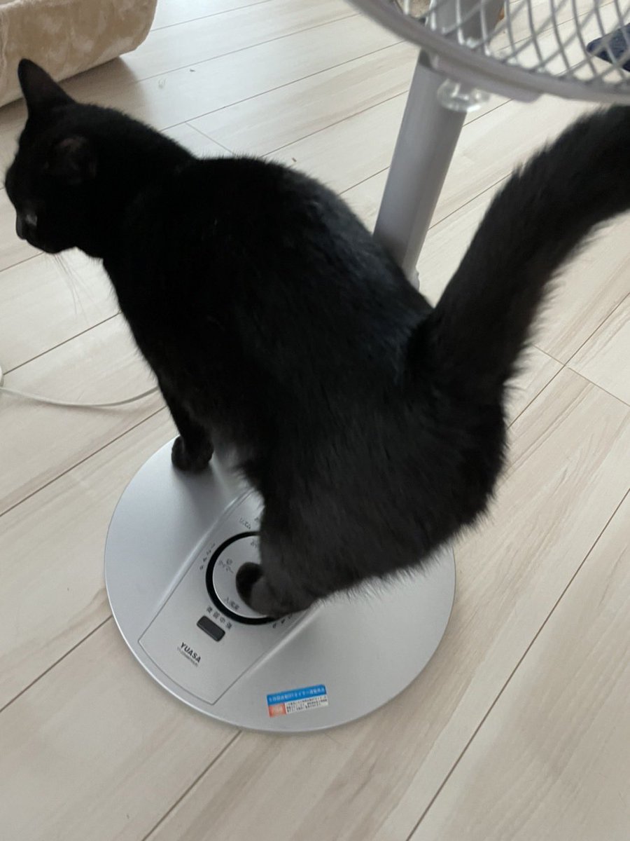 powderdaimaoh's tweet photo. 扇風機消してちゃうアンヨがかわいい https://t.co/UaH8Q9bHEx