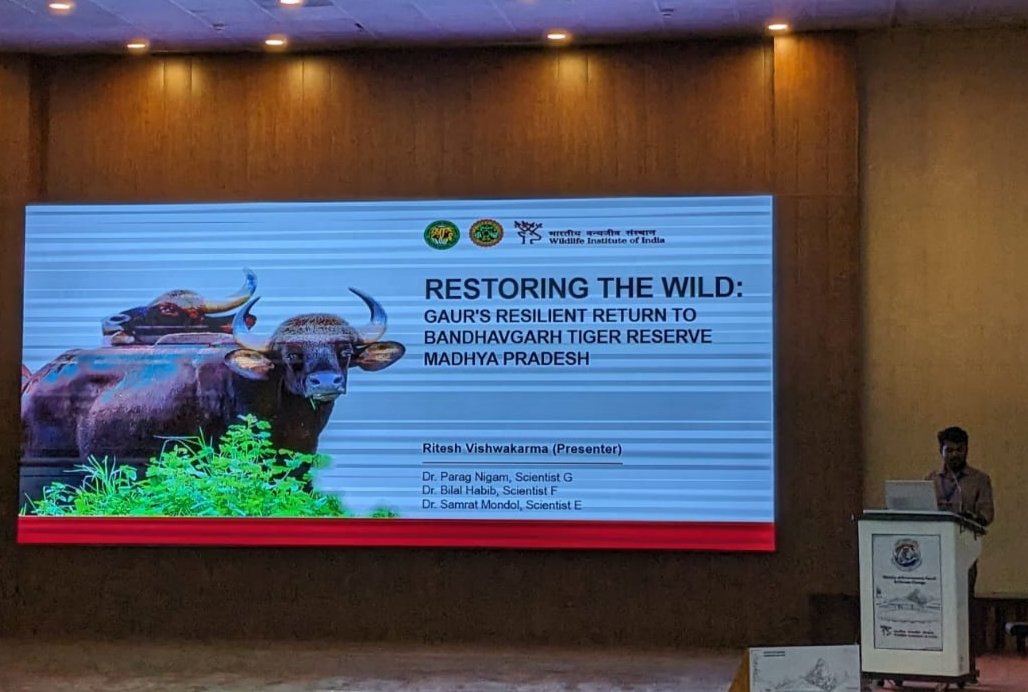 Gaur’s Resilient Return to Bandhavgarh Tiger Reserve. Learn how science-led initiatives safeguard the existence of a species. #ARS2023 @moefcc, @wii_india, @vrtiwari1 @eventoed, @minforestmp, @paragnigam09, @wildwithwolves, @BandhavgarhTig2, @IUCN_WildCattle #ConservationSuccess