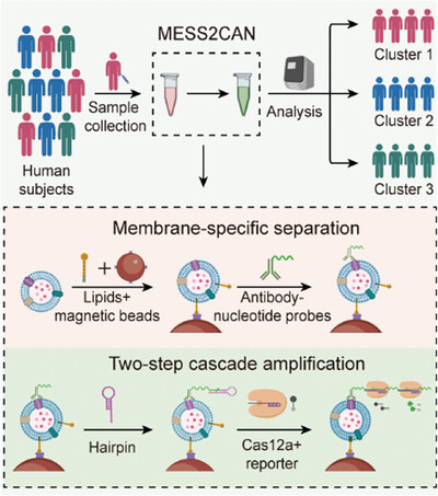 🪇Read in #JEV🪇These authors propose a membrane-specific isolation and two-step cascade amplification strategy to isolate and detect EV proteins with 10 ul plasma within 4 hours, which showed good diagnostic results in early diagnosis of breast cancer. 👉bit.ly/3Z4OiXU