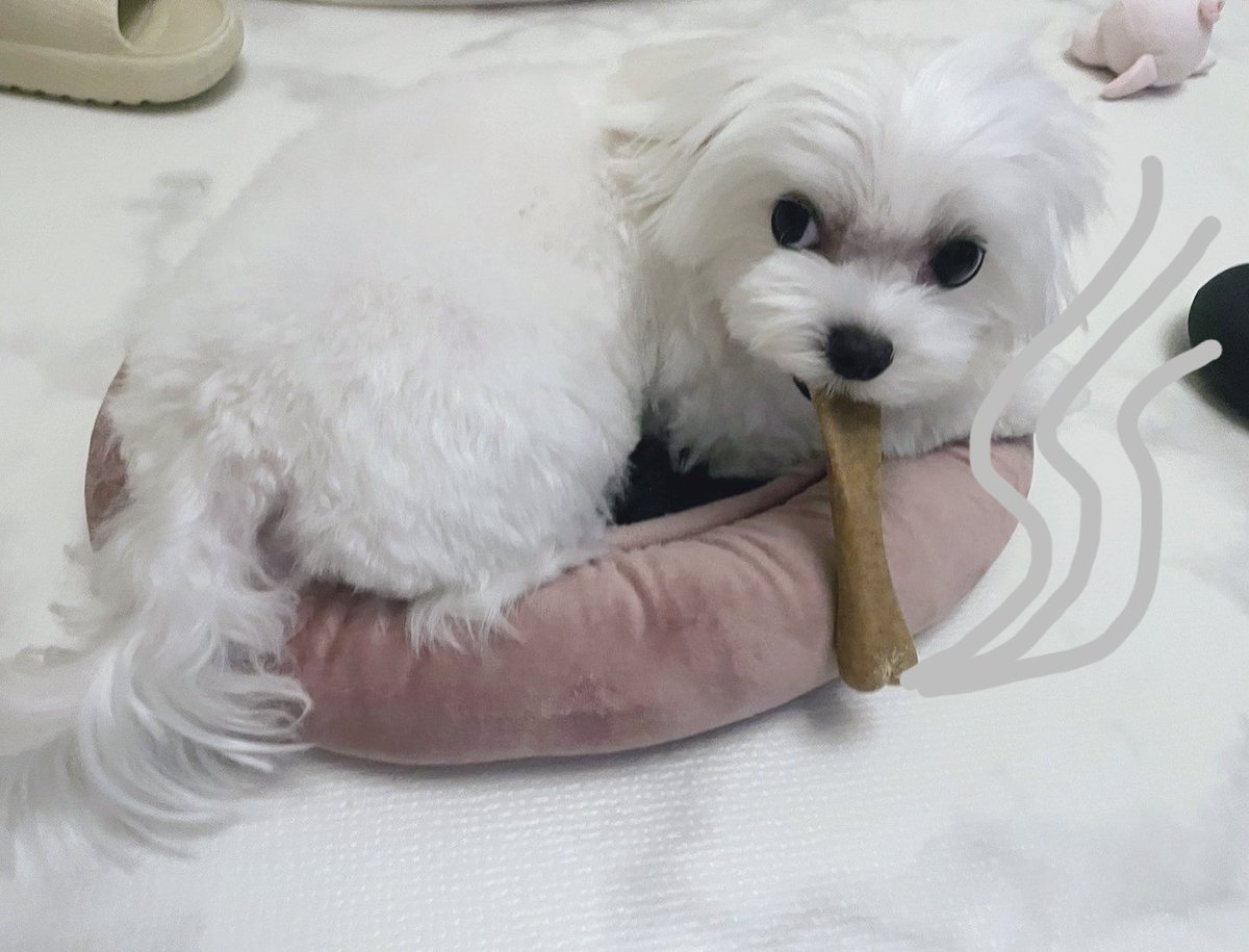 #maltese #puppy like a #gangstar 
#dog #pets #cute #instagram #instagood