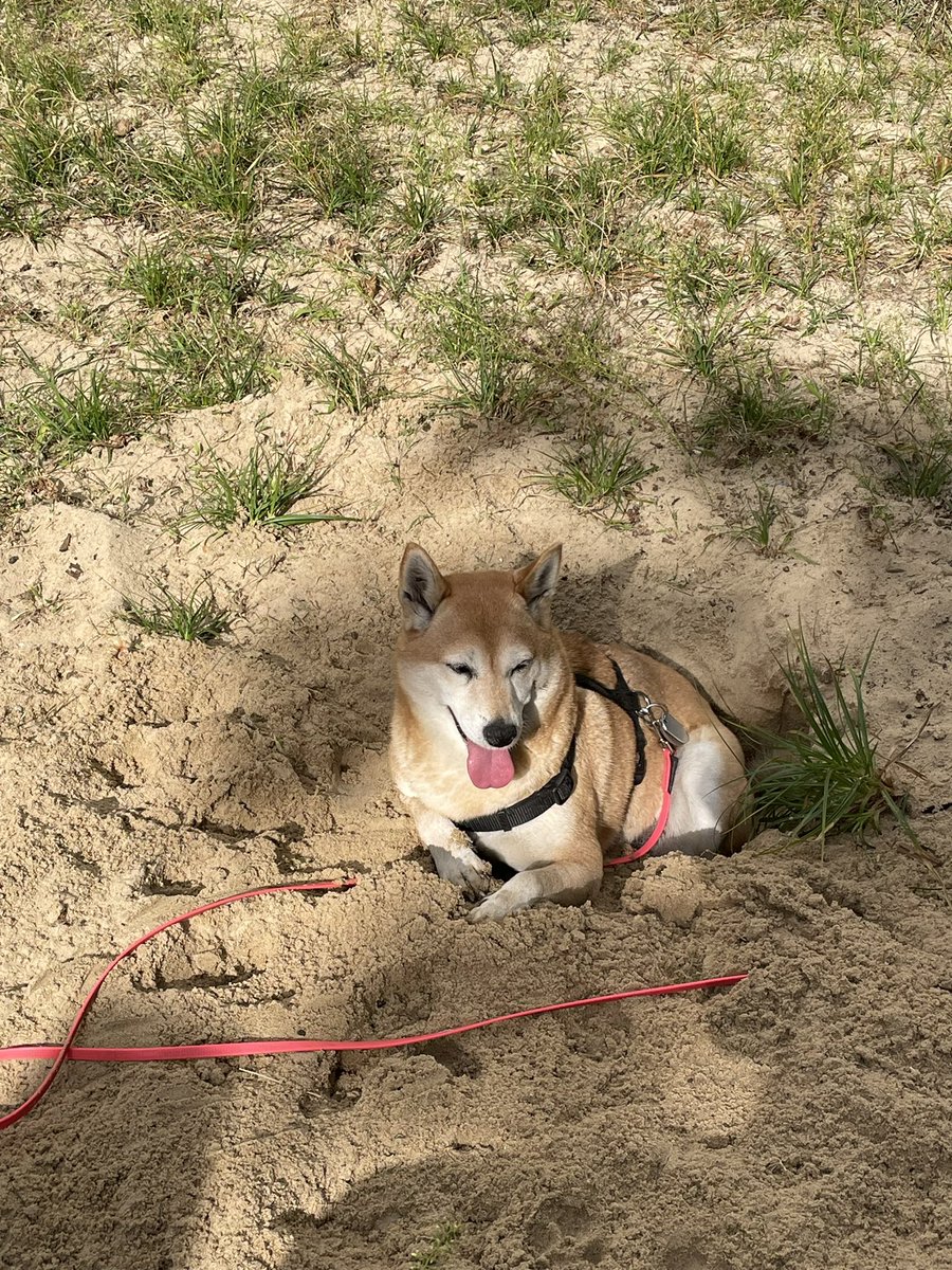 Shiba_Rio's tweet photo. Chillen im Sandkasten. Schön! https://t.co/tsWrlMtxDF