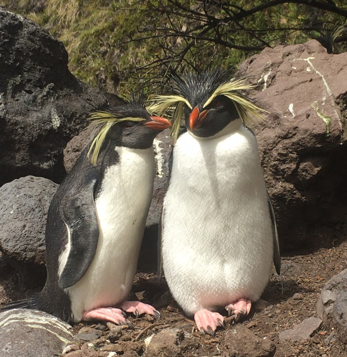 rzss's tweet photo. By translating genetic data into conservation management, RZSS WildGenes is determined to protect genetic diversity 🧬

Dr Heather Ritchie-Parker recently presented her work on endangered Northern rockhopper penguins at @IPC_penguins. Find out more 👉 https://t.co/qBGn0t0jpe https://t.co/ME5ht2PJs4