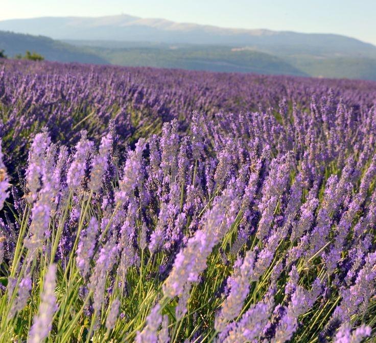 lavender field 🪻🌱