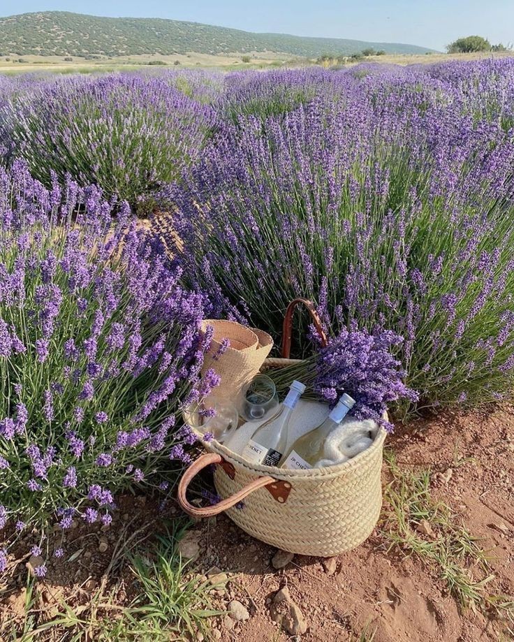 softdeIicacy's tweet photo. lavender field 🪻🌱 https://t.co/7QmXfwCmL2