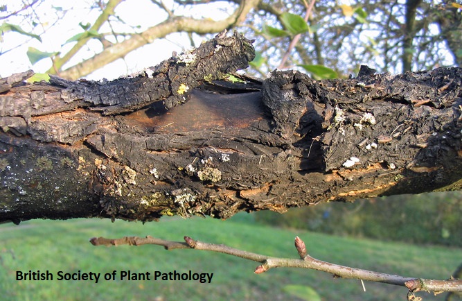 Would you like to find out more about Diplodia bulgarica, a pathogen of #Apple and #Pear causing various symptoms such as canker, twig blight, gummosis, pre- and post-harvest fruit rot, dieback and tree decline Check <a href="/EFSA_EU/">EFSA</a> bit.ly/46fohYm
