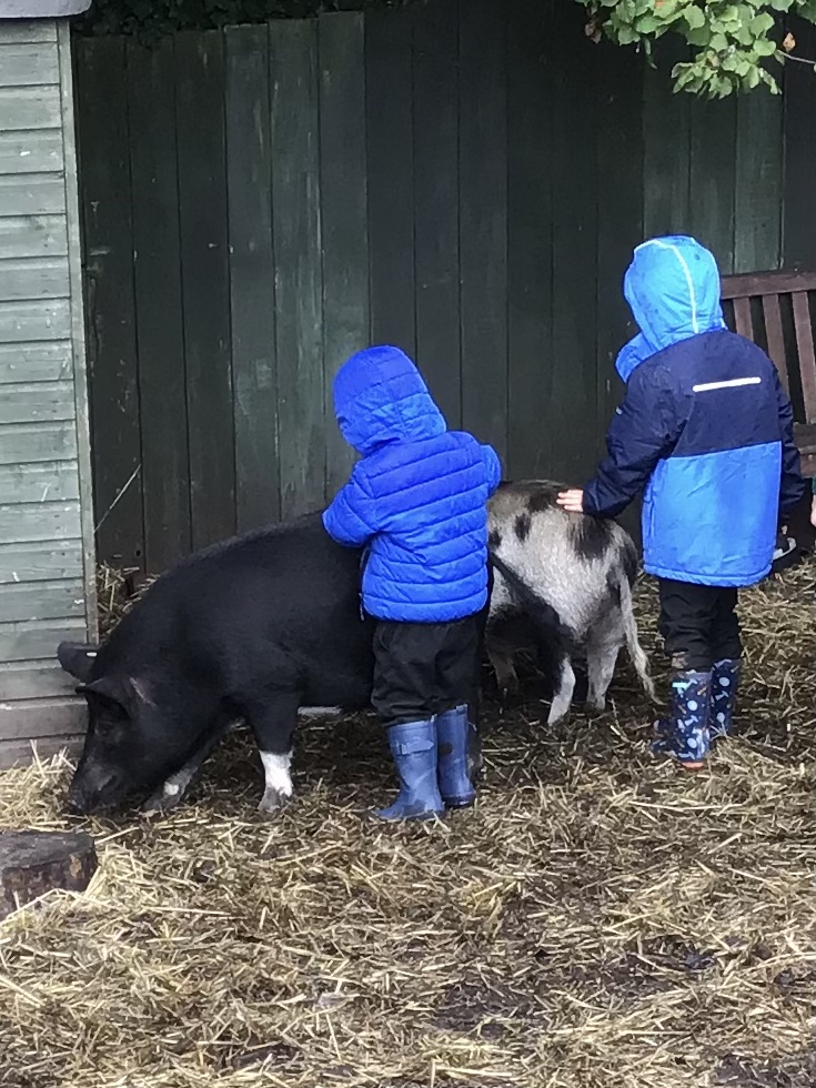 Cygnets_WPA's tweet photo. This afternoon the nursery children had a special treat. We went to visit the pigs for the first time! We enjoyed learning their names and giving them a brush. We love our @WatersidePigs 💚 @WatersidePA https://t.co/YlaXUOD8z2