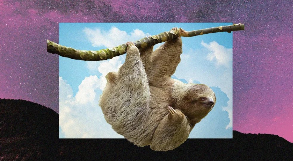 4 fascinating lessons we can learn from 'lazy' animals, according to researchers 🥱🥱🥱 bit.ly/46l3x1y