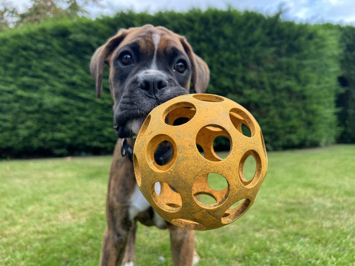 Mabel the boxer