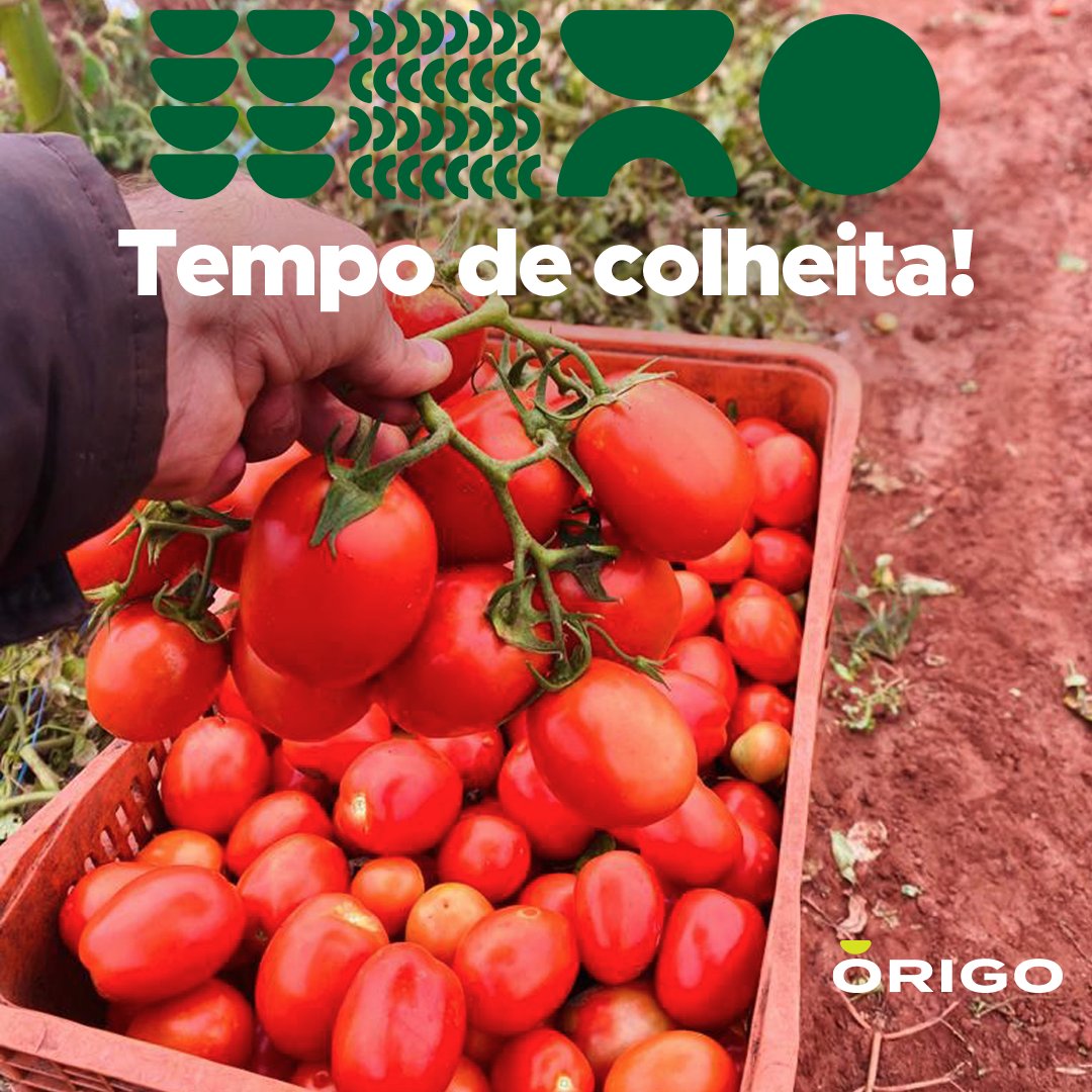 OrigoBio's tweet image. A @OrigoBio celebra a época de colheita do tomate - a base de nossos molhos orgânicos. A magia está no cuidado com o solo e o tratamento correto do fruto. Assim como as antigas civilizações, estamos muito felizes e agradecemos por esta safra especial.