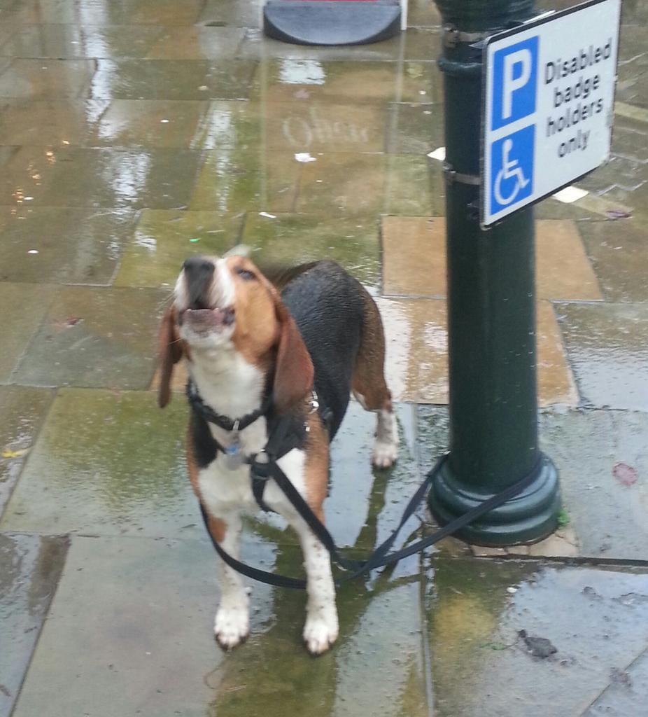 JTCHANGINGBIZ's tweet photo. These dogs probably got a barking ticket
#LetDogsIn like @JohnLewisRetail does
#DogsInShops https://t.co/QSeN6WGpmn