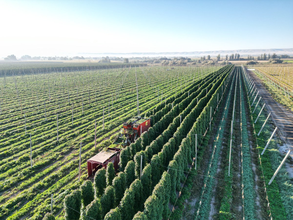 Time to hop to it! If you haven’t scheduled a time to visit us for hop selections, you’re missing all the fun! We’re finishing up harvest for Apollo and then diving into Eureka! and Lemondrop at River Ranch. Huge thanks to all the farmworkers who make it happen!