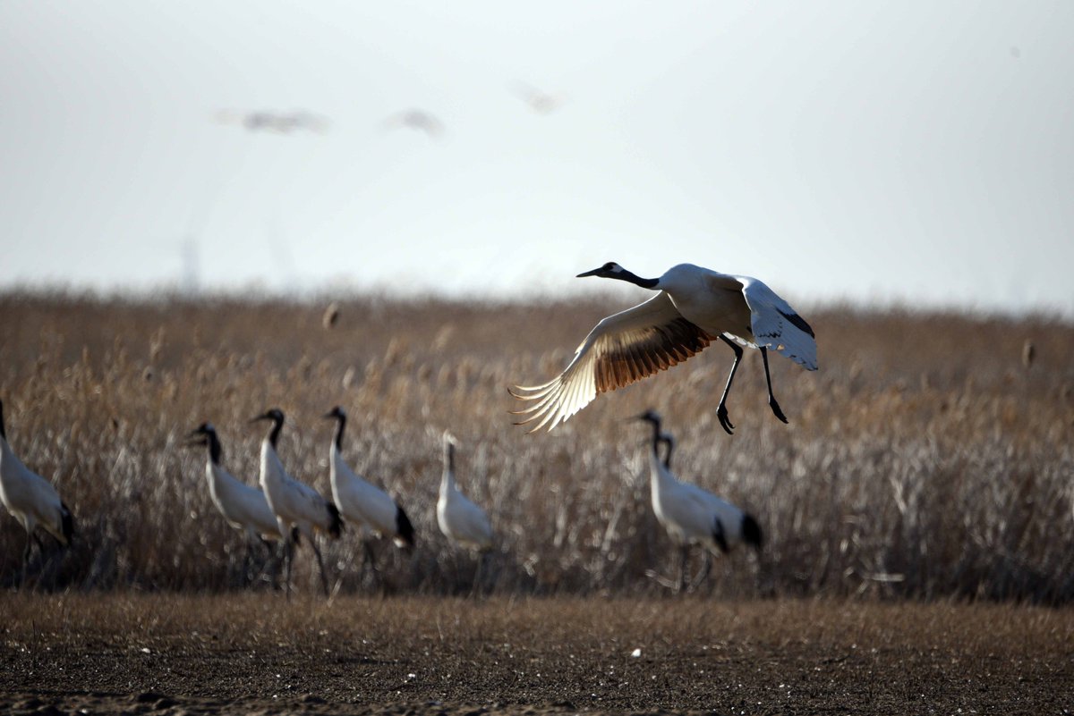 🦆🌱🐚 How can China better adapt to climate change with wetlands—a “Great Wall” made of mudflats, mangroves, and waterbirds? Check out our intern Zhiyuan Zhou's interview blog with two China-based wetland experts! newsecuritybeat.org/2023/09/buildi… #wetland #climate #conservation #China