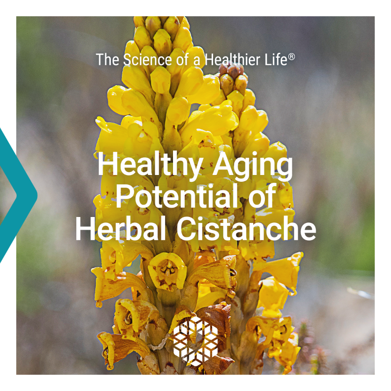 LifeExtension's tweet photo. Extracts of the herb #Cistanche contain bioactive compounds that could support #immunefunction, protect #brainhealth, and more. Exciting studies also show the potential of Cistanche to impact #longevity factors and increase lifespan. 💛 #wellness #longevity #ealth