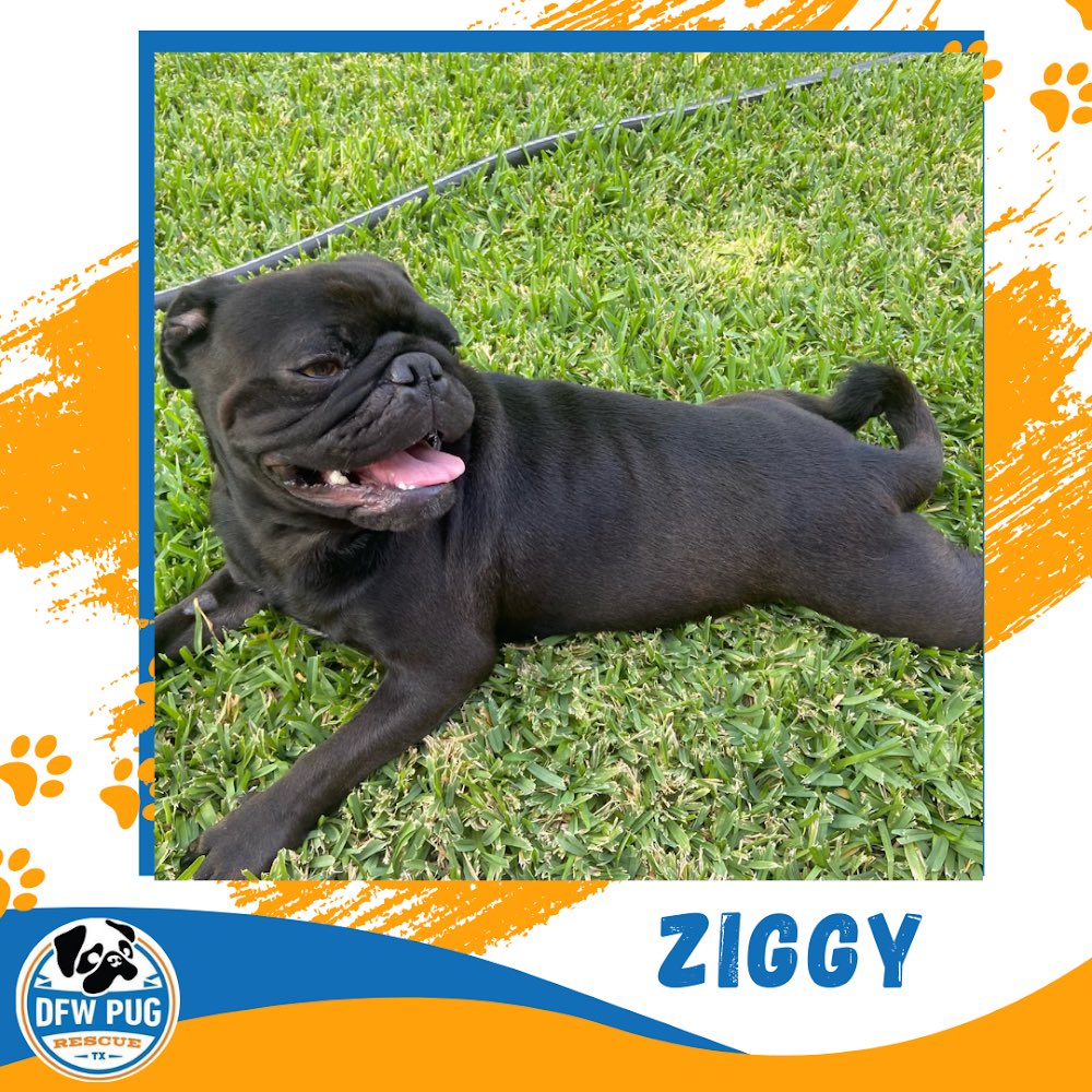 DFW Pug Rescue Club tweet media