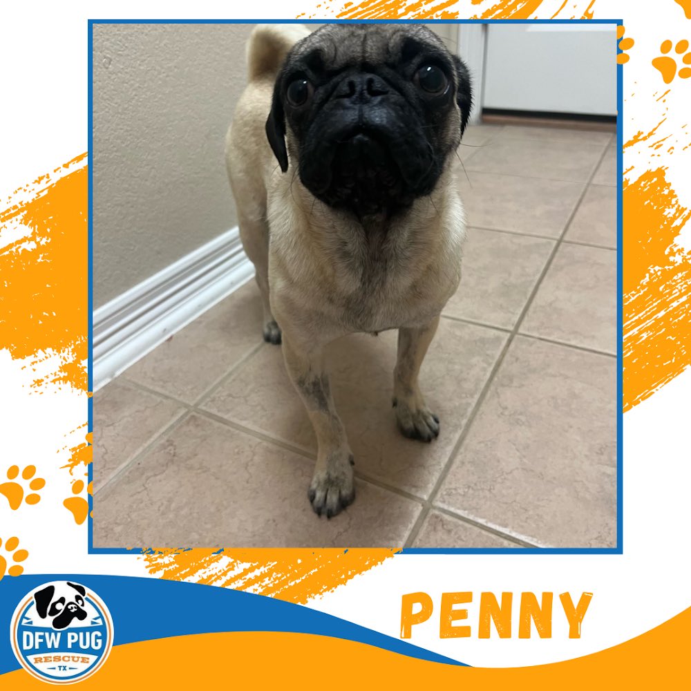 DFW Pug Rescue Club tweet media