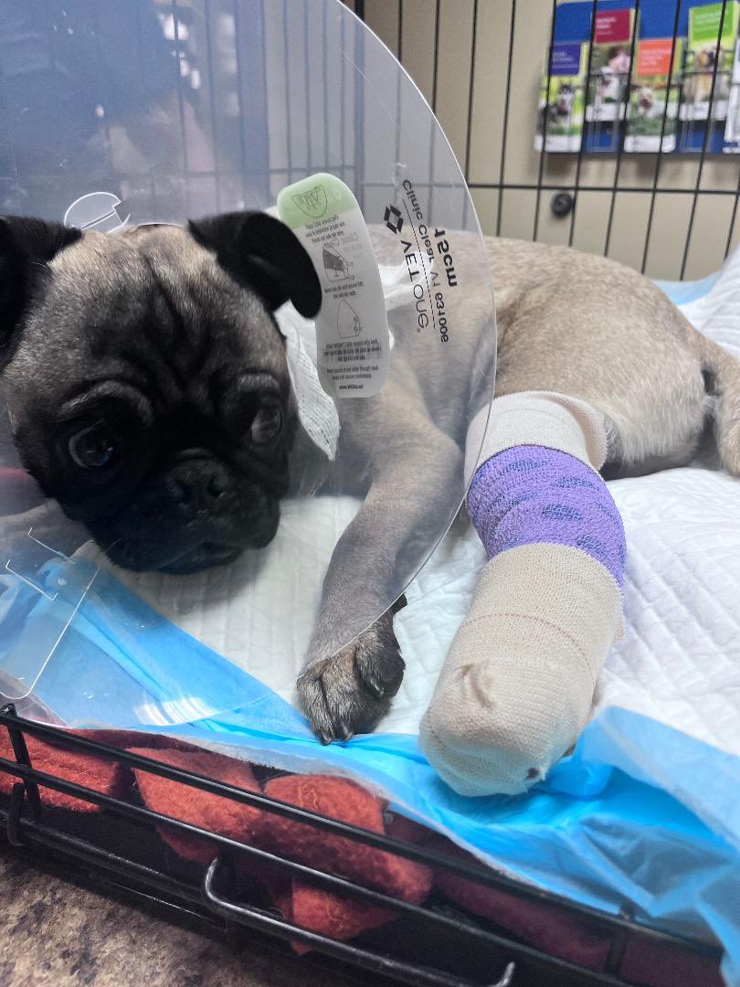 DFW Pug Rescue Club tweet media