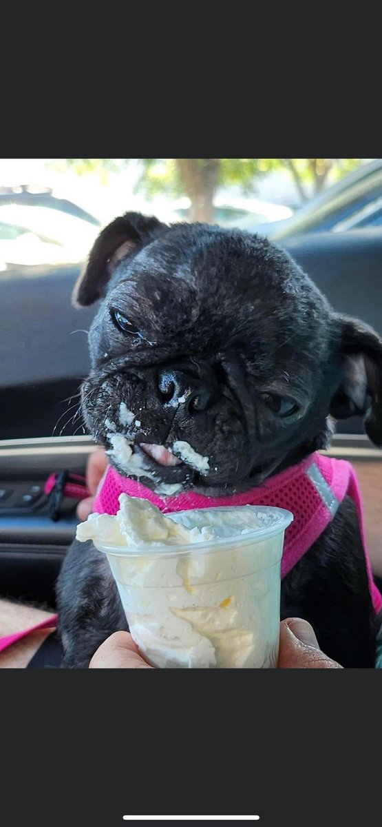 DFW Pug Rescue Club tweet media