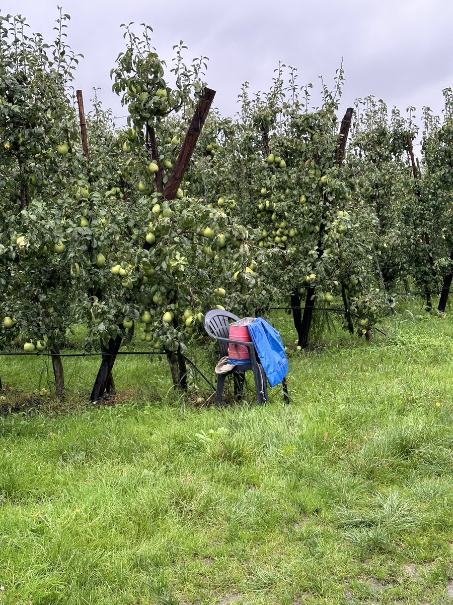 Paraplu mee en wandelen door de polder…Met dit weer wordt er door gewerkt met plukken ..#fruitteelt