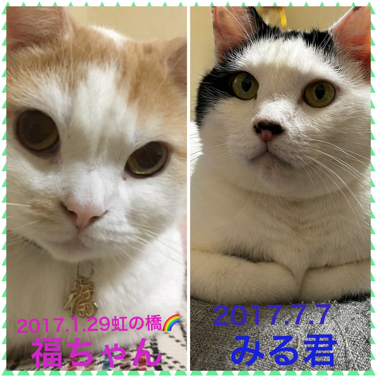 rekorekox's tweet photo. 福ちゃんฅ* ॑꒳ ॑*ฅ 
みるくん/ᐠ . ֑ . ᐟ\ﾉ
病気のこと💊 https://t.co/P1Ydti0Suj