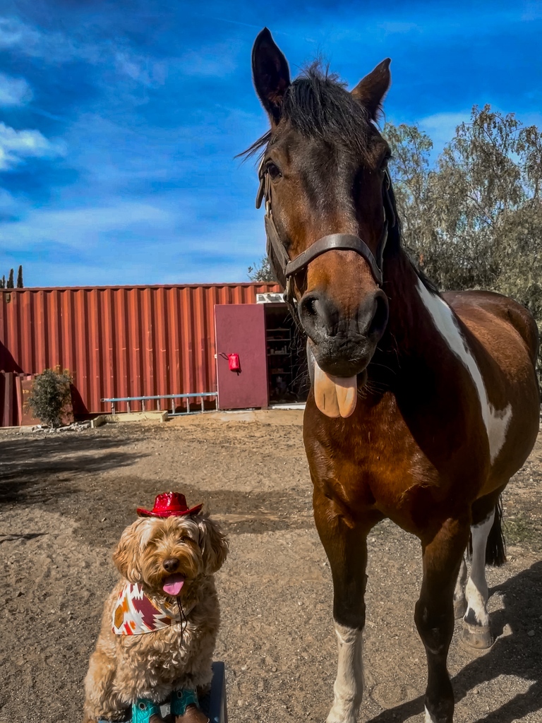 naellis's tweet image. These two brothers have way too much in common. 
From their love of eating cookies, yelling, running really fast and oh yeah, eating more cookies. 🤦🏼‍♀️ #friesian #cavapoochon #horseanddog #dogandpony