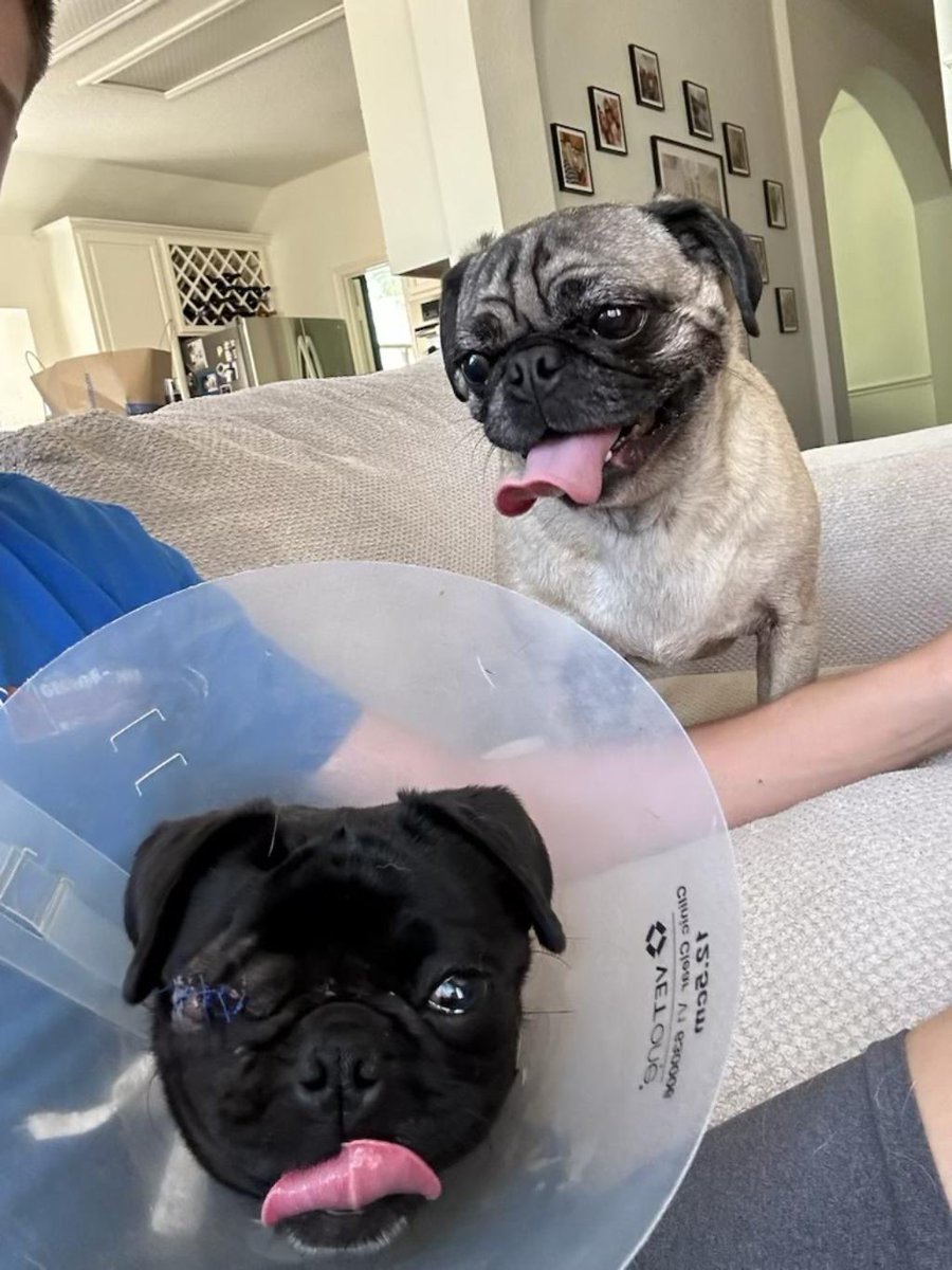 DFW Pug Rescue Club tweet media