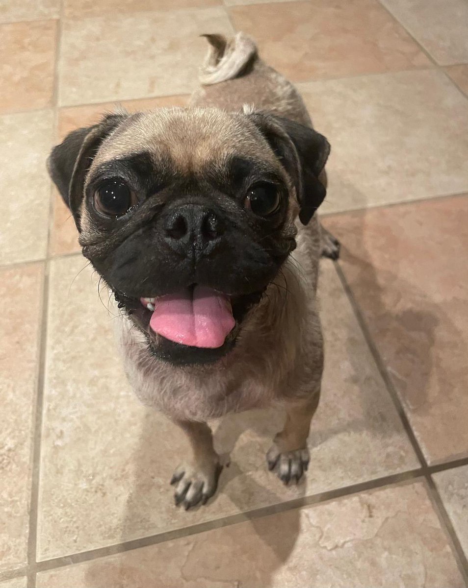 DFW Pug Rescue Club tweet media