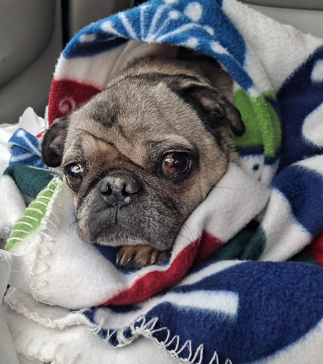 DFW Pug Rescue Club tweet media