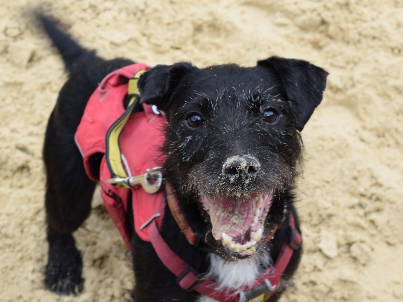 Happy news!! Nigel in London, has been ADOPTED !!
He had been with Dogs Trust for 3 years!!
😀😀😀😀😀😀😀😀😀😀

Thank you to everyone that shared to help him find a home 🏡🐶❤️🎖️

Good luck Nigel.
