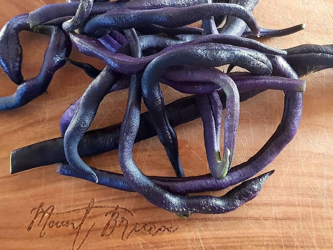 Organic French Bean Purple Queen just picked for our #glamping guests for there dinner this evening .

#MountBriscoeOrganicFarm
#Organic #Farming 
#kitchengarden
#grownyourown
#OrganicSeptember 
#igrowyourfood
Mountbriscoe.ie