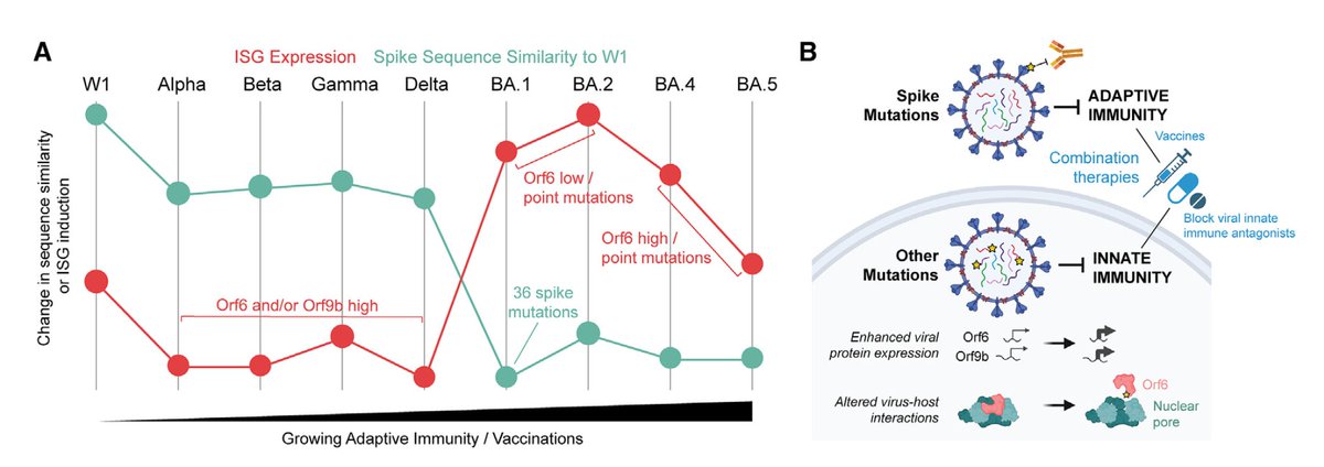 EricTopol's tweet photo. The ways that #SARSCoV2, and its different variants, in and outside the spike, impact our innate and adaptive immunity, protein expression and protein-protein interactions
https://t.co/nf6qjxJXq4 @CellCellPress @DoctorBou @KroganLab https://t.co/R5Rj99mqFJ