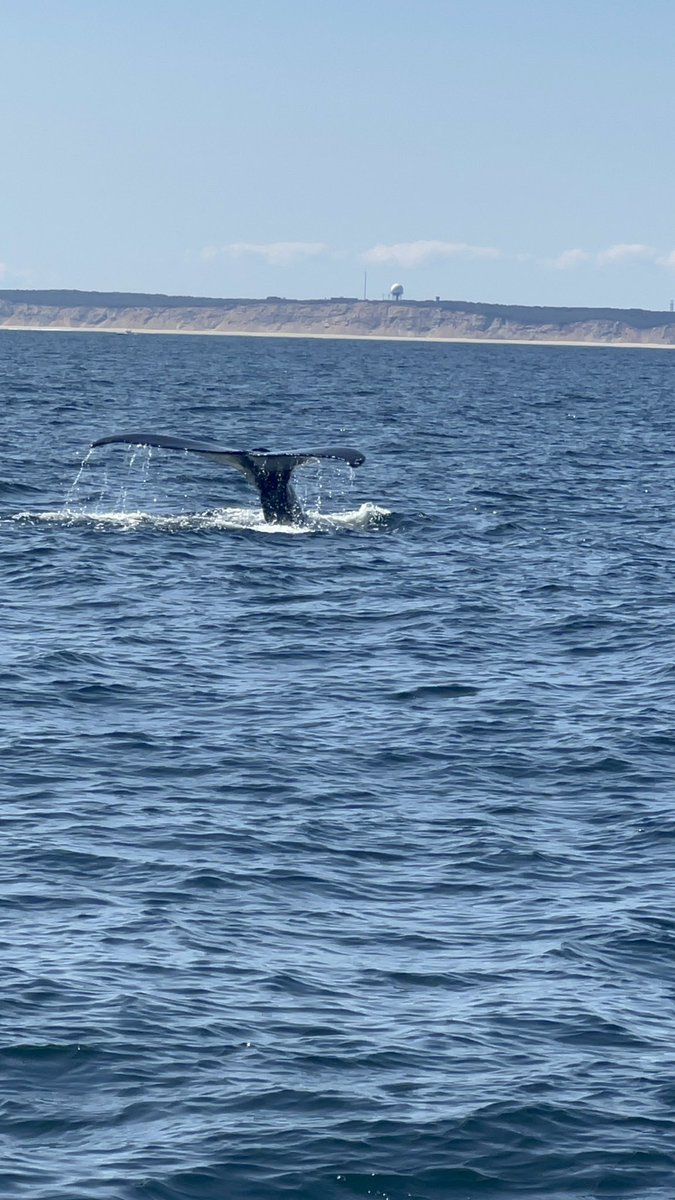 HB7CapeCod's tweet image. Just some of the amazing Humpback Whale sightings we’ve had so far on our trip!