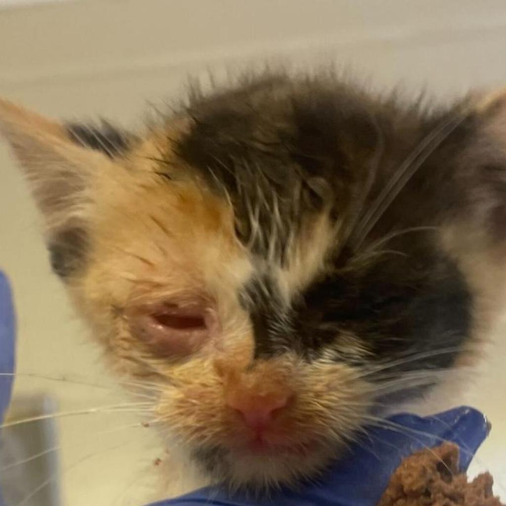 ashevillehumane's tweet photo. This little warrior came to us in rough shape, but she is now thriving and ready to find a new home. She is now available for adoption! 

P.S. Adoption fees are $0 for all animals through 9/23 🤯 #Asheville #AdoptDontShop https://t.co/6whv8vWfWS