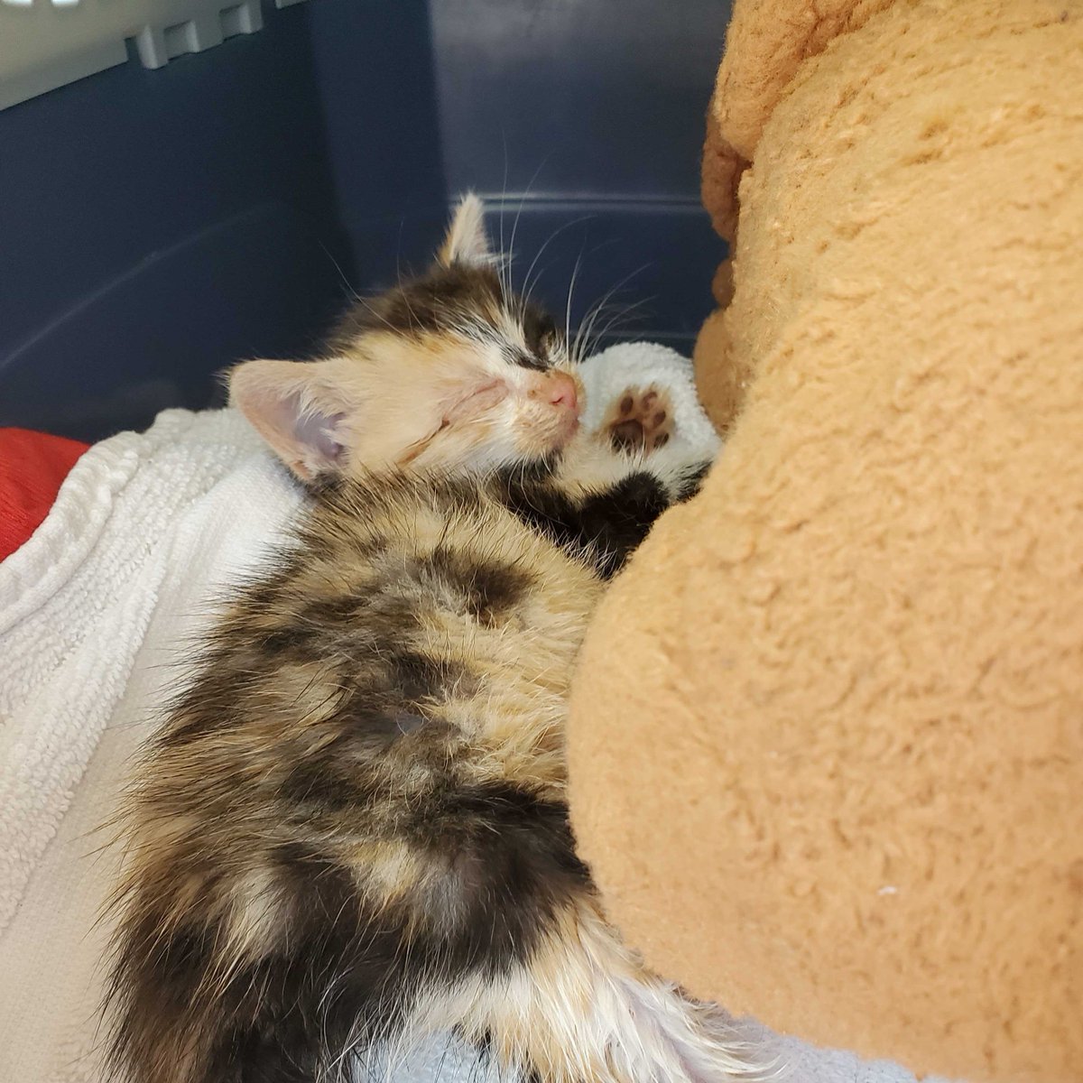 ashevillehumane's tweet photo. This little warrior came to us in rough shape, but she is now thriving and ready to find a new home. She is now available for adoption! 

P.S. Adoption fees are $0 for all animals through 9/23 🤯 #Asheville #AdoptDontShop https://t.co/6whv8vWfWS