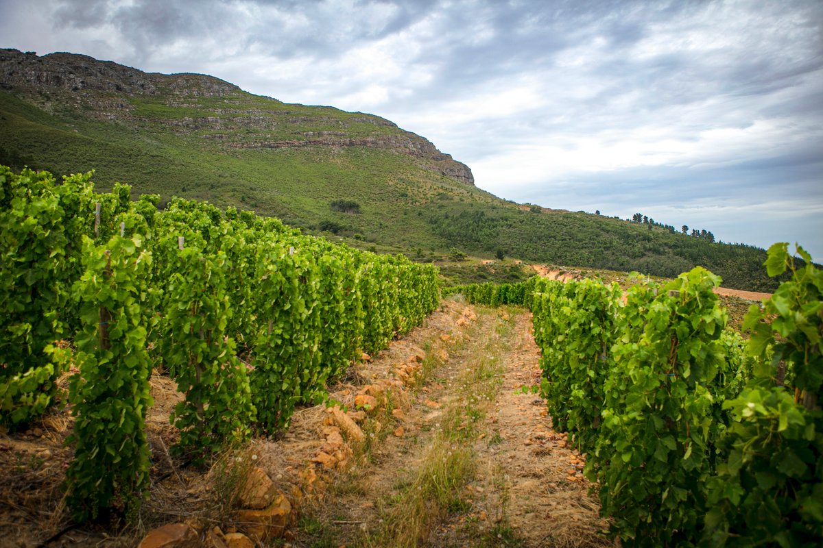 Some of our Echalas Shiraz vineyards grace our higher mountain slopes to create our cool climate wines.

Shop The Mira Shiraz 2020 on Wine of the Month Club as part of SA's Top Shiraz Selection 2023.

#uvamiramountainvineyards #wineofthemonthclub #shirazchallenge #shirazsa