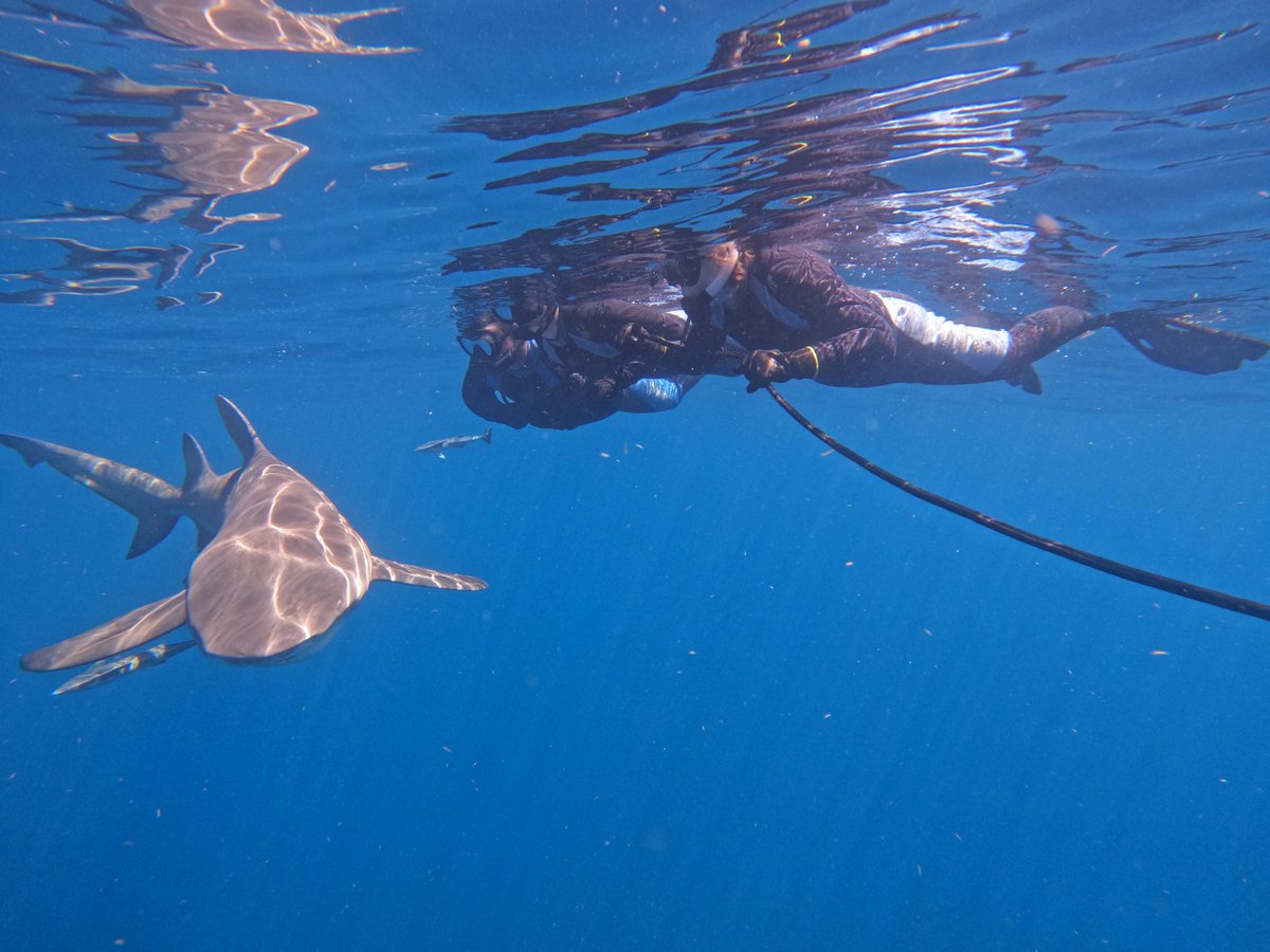 fl_sharkdiving's tweet photo. Shark diving at its best. Come dive
With us! #Shark #ocean #sharkdive #sharks #greatwhiteshark #sharkweek #underwater #adventure #scuba #diving #underwaterphotography #dive #uwphotography #freediving #scubadive #fish #underwaterworld #marinelife #diver #underwaterphoto https://t.co/rLNn0qLo73