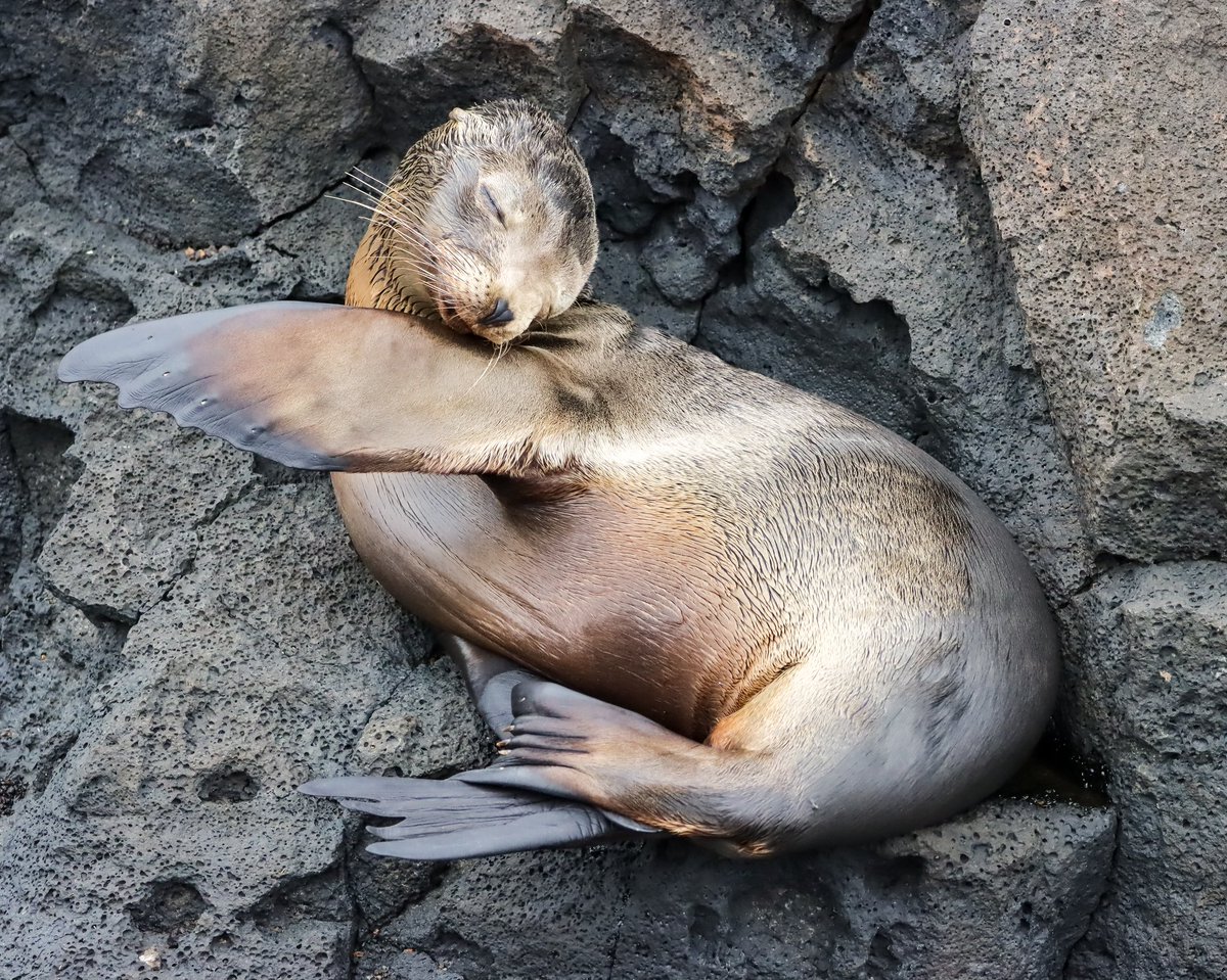 PhilRay62's tweet photo. Young Galapagos sealion #IslaLobos #Galapagos #Ecuador #wildlifephotography #TwitterNatureCommunity #NaturePhotography #Nature #sealion #seal #mammal #mammals #Darwin https://t.co/nMzxv2y4NJ